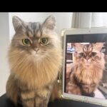 Lifelike Pet Replica from Photos