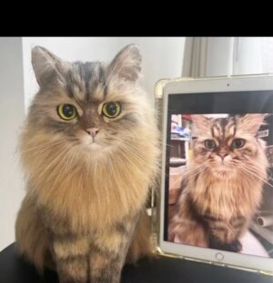 Lifelike Pet Replica from Photos