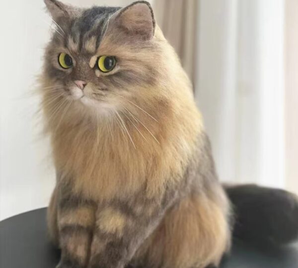 Lifelike Pet Replica from Photos