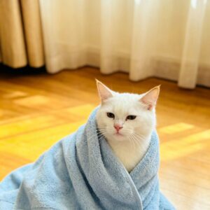 Luxury Thick Cotton Pet Towel – Super Absorbent Quick Dry for Dogs & Cats