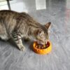 微信图片_20260505192530_1715_37 Silicone Slow Feeder Dog Bowl, Non-Slip Suction Cup Pet Slow Eating Bowl for Medium Dogs, Anti-Choking Interactive Puzzle Feeder