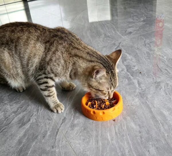 微信图片_20260505192530_1715_37 Silicone Slow Feeder Dog Bowl, Non-Slip Suction Cup Pet Slow Eating Bowl for Medium Dogs, Anti-Choking Interactive Puzzle Feeder